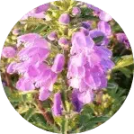 Moldavian dragonhead flower used for DracoBelle Nu